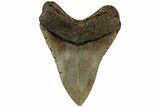 Fossil Megalodon Tooth - North Carolina #221823-2